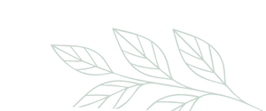 Simple illustration of a light gray leafy branch with five outlined leaves on a plain white background.